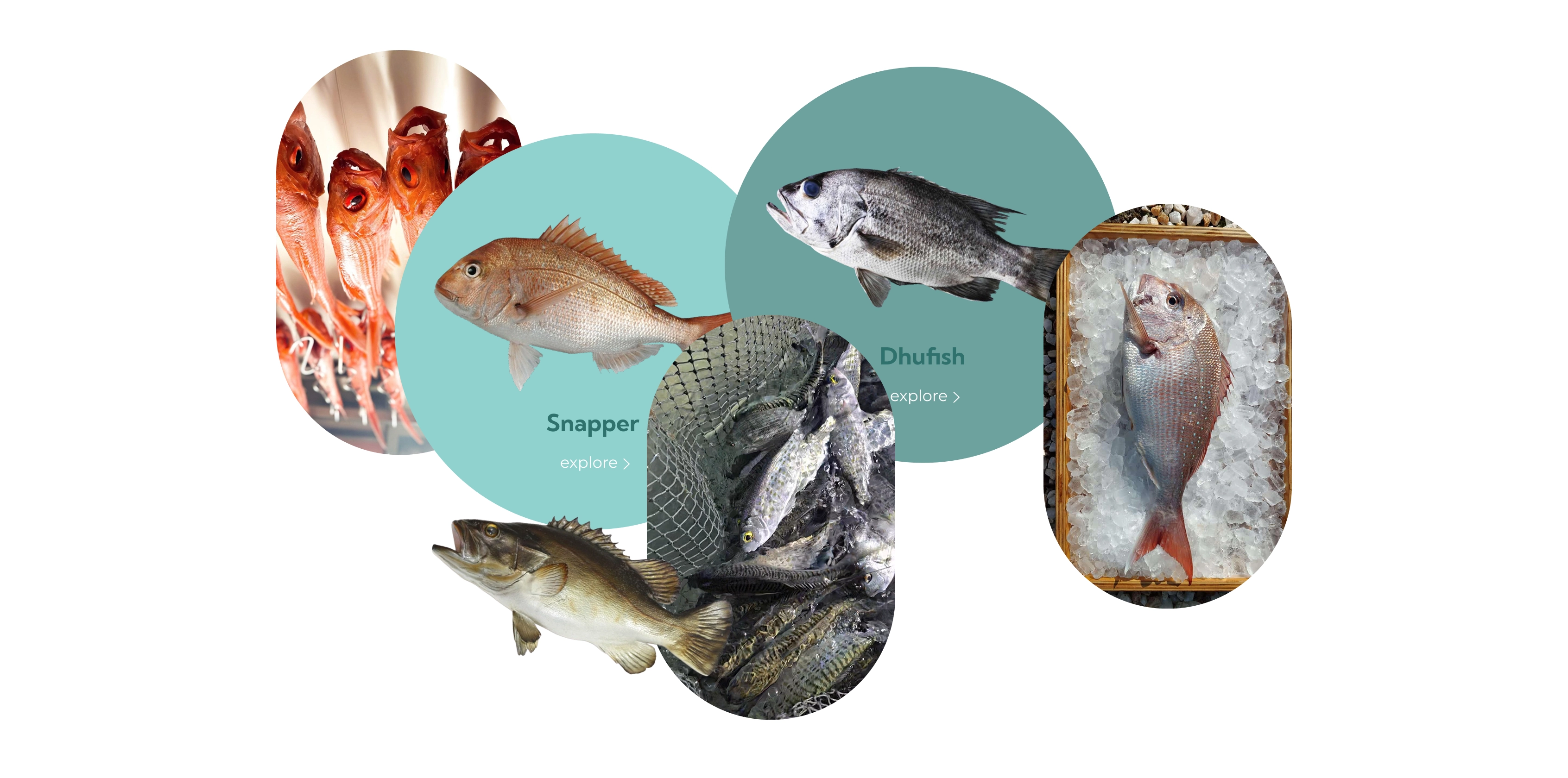 Circular collage of Revolution Fisheries catch: snapper, dhufish, and iced fish display